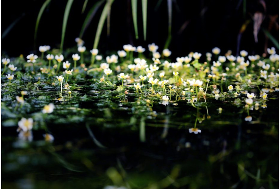 三島市にある「梅花藻の里」の概要と特徴をご紹介！！の画像