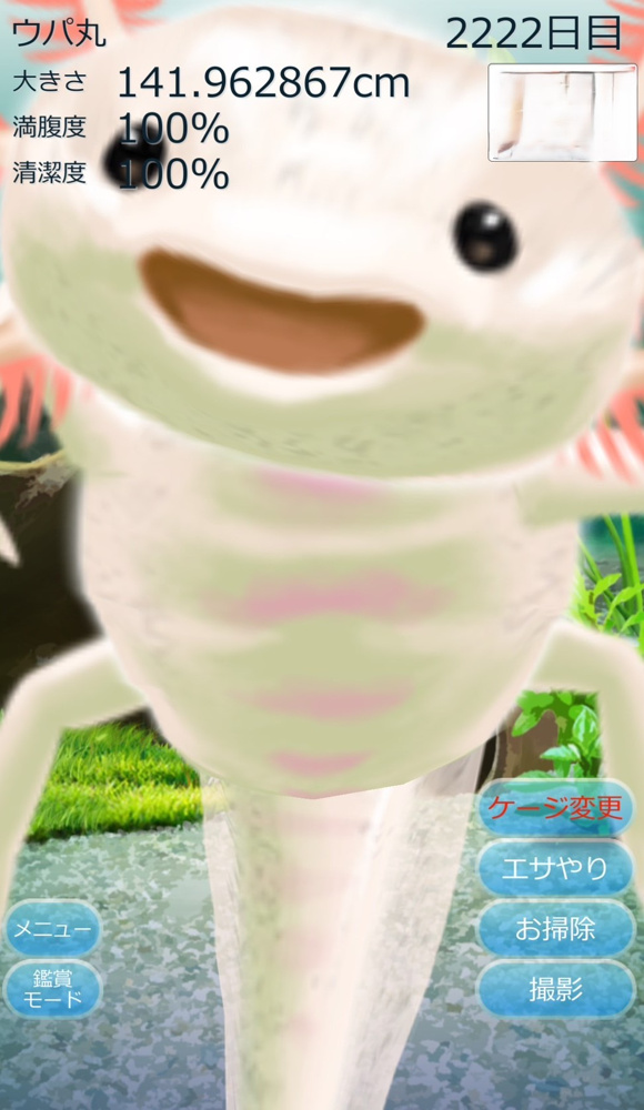 ウーパールーパー(^▽^)の画像