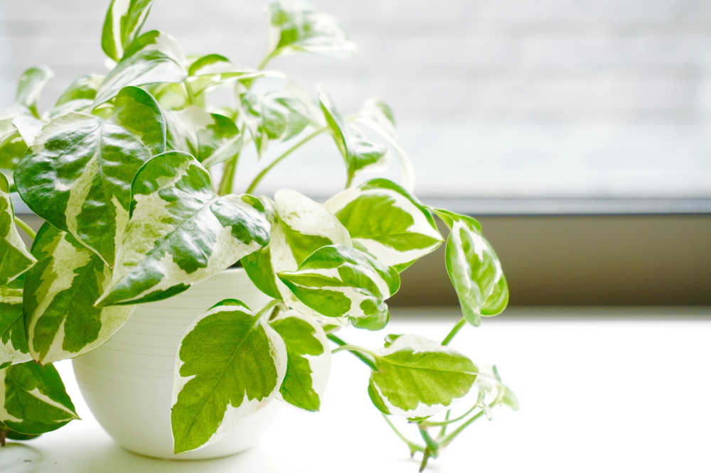 【2026年版】風水における観葉植物の効果は？おすすめの置き場所も解説！の画像