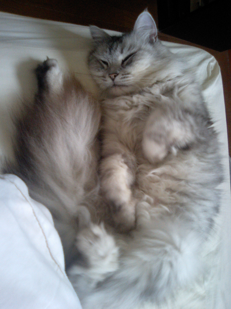 ファーストホーム猫部の画像