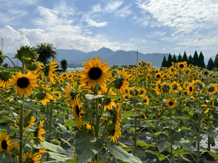 山梨に行ってきました!の画像