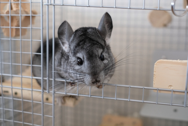 アパートでペットを飼育する注意点