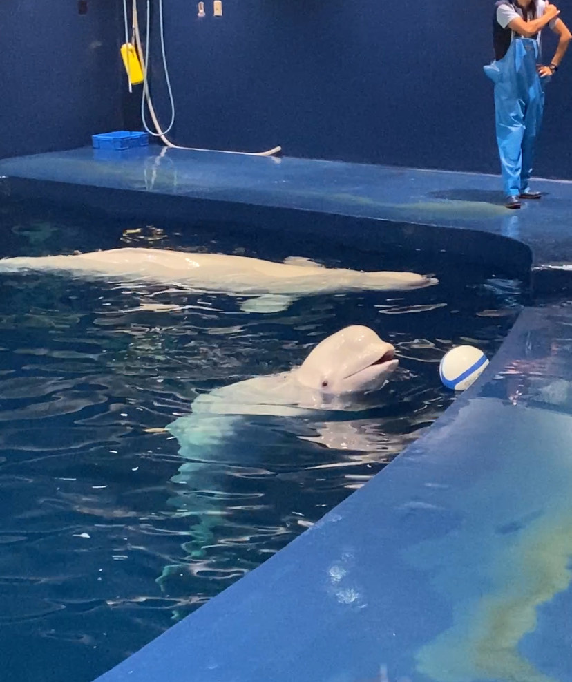 アクアスで夏の思い出の画像