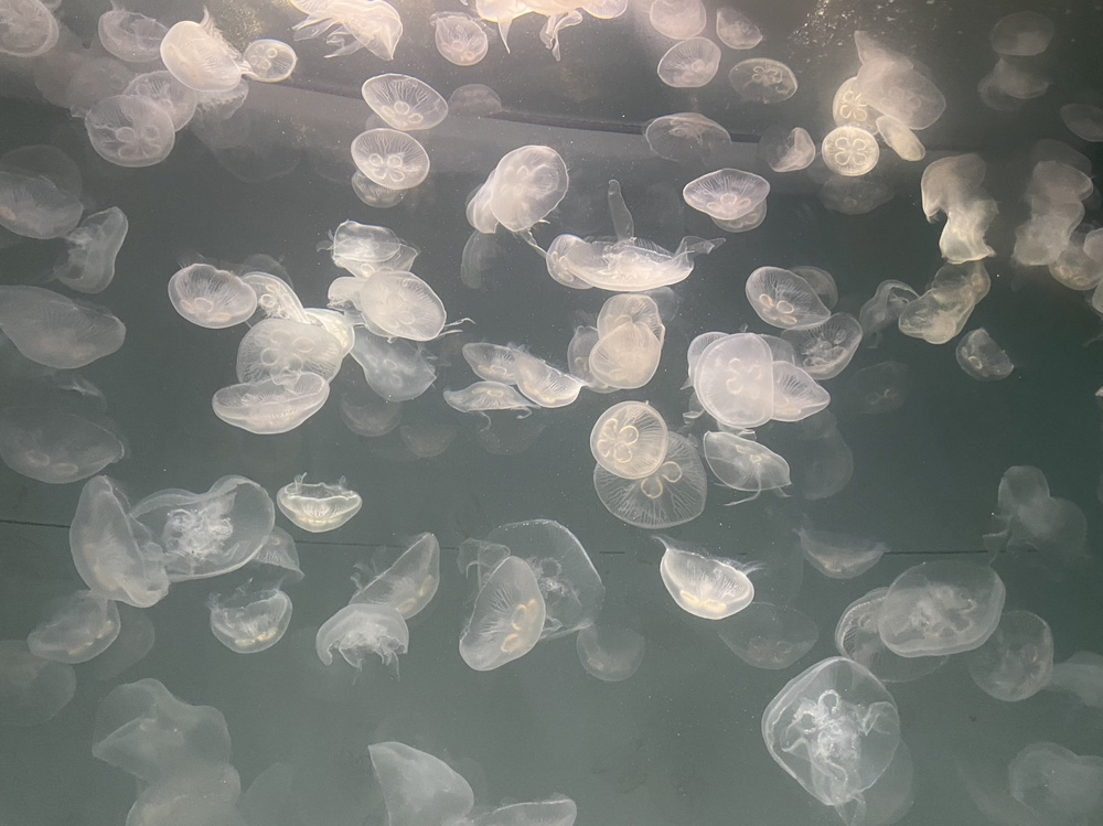 水族館の画像