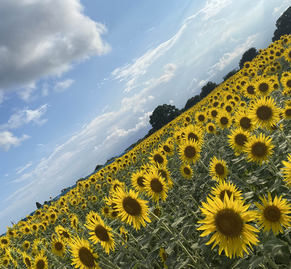 ひまわりまつり夏の思ひ出の画像