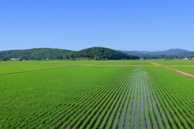 八王子　土地　地目