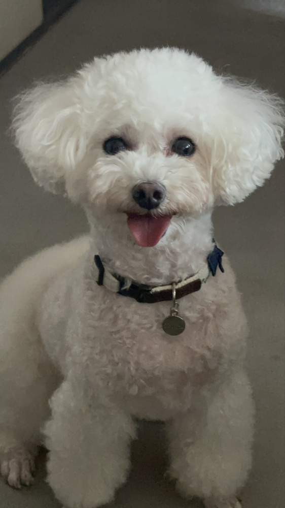 ファーストホーム　犬部の画像