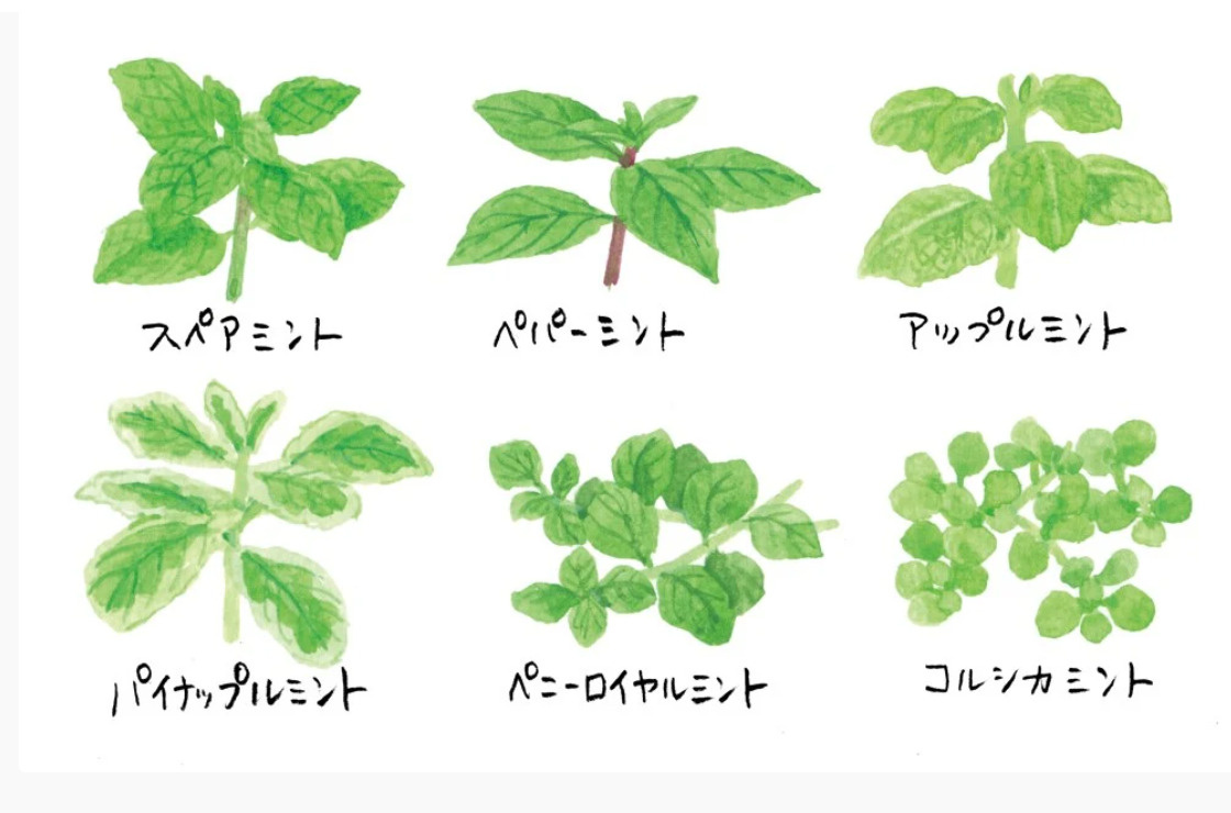 カメムシの画像