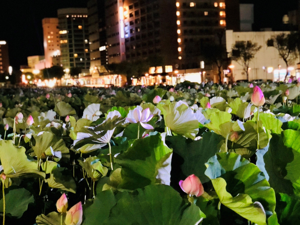 蓮の花の画像