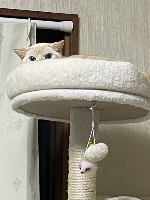 お盆！の画像