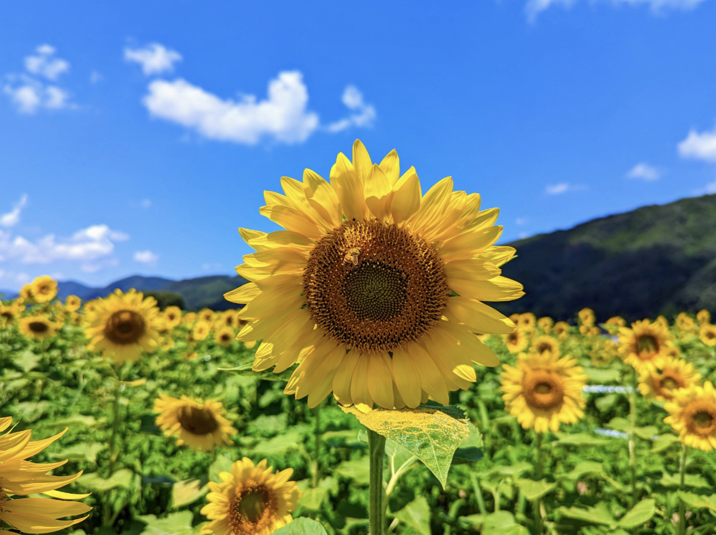 ヒマワリはなぜ東を向いて咲くのか？の画像