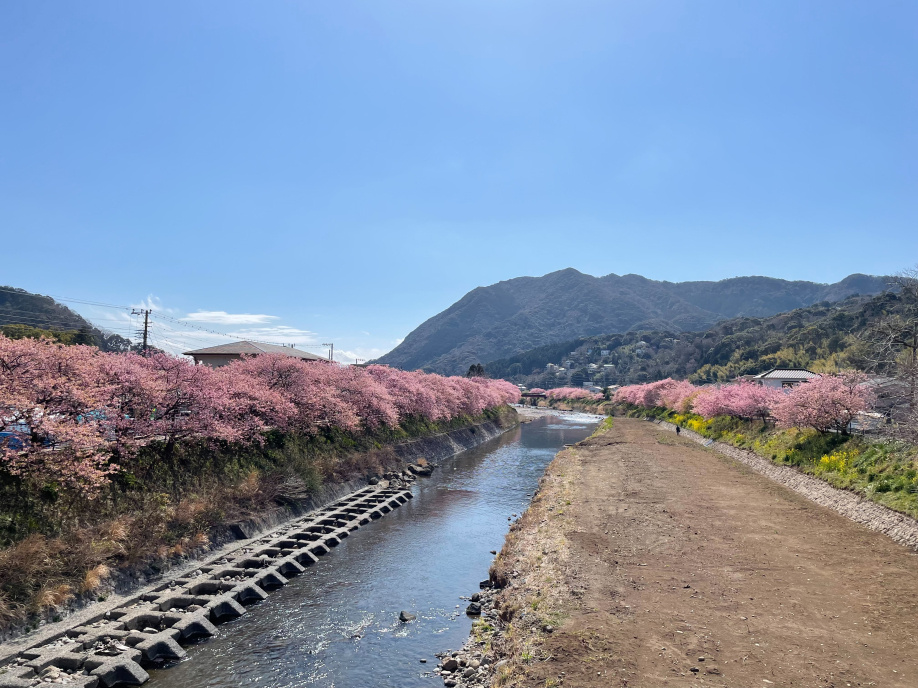桜が恋しい…の画像