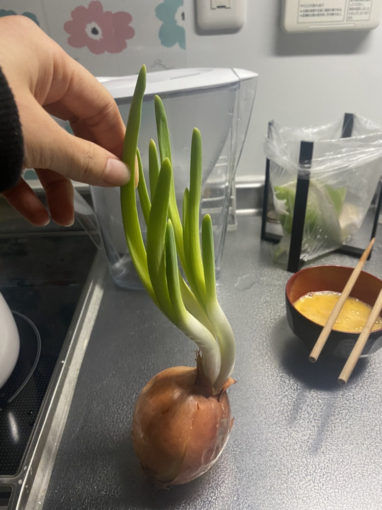 ＼お化け玉ねぎ／の画像