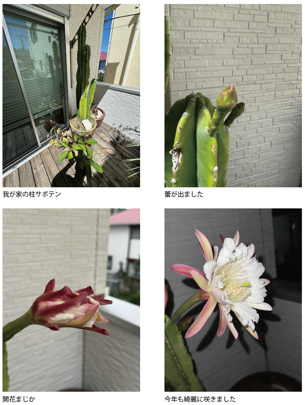 サボテンの花の画像