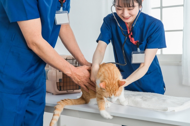 渋谷駅近くで安心！渋谷動物医療センターの特徴と診療内容をご紹介