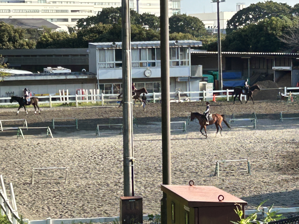 三ッ沢公園馬術練習場に行ってきました！の画像