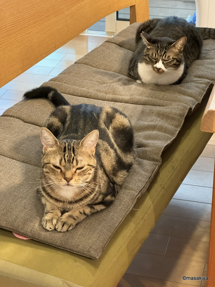 健康診断の画像