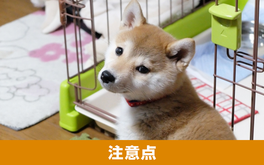 ペットのためのマンションリノベーションの注意点