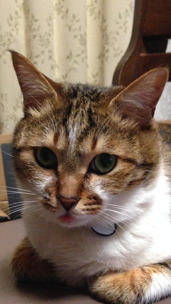 ファーストホーム猫部　第2弾の画像
