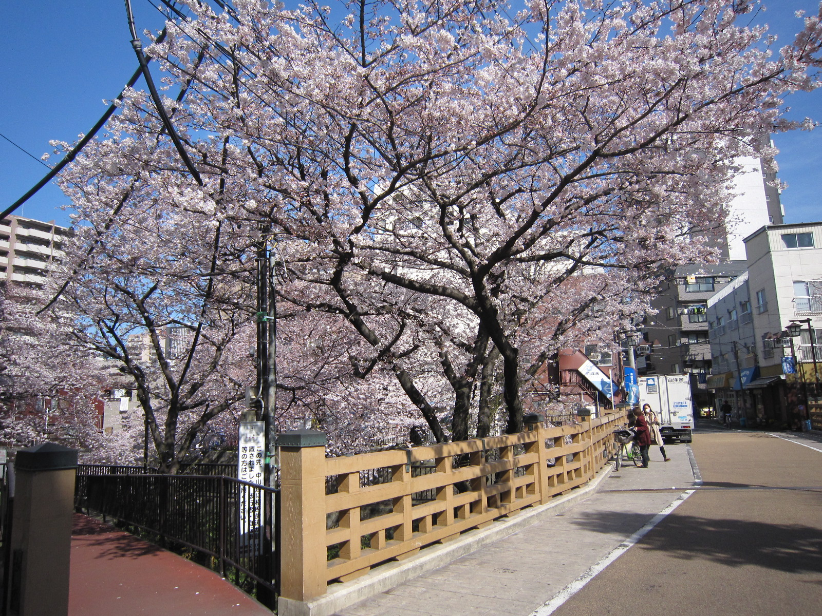 板橋十景の石神井川の桜並木