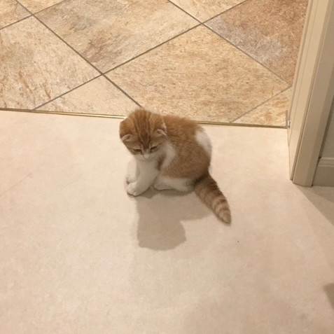 ねこの画像