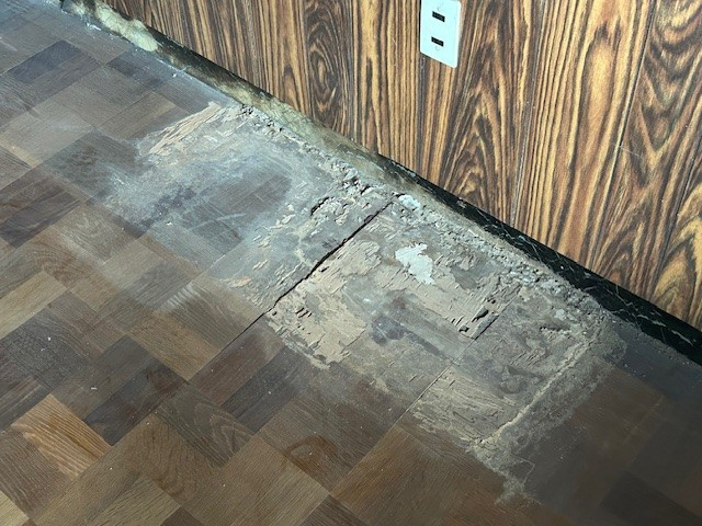 【あま市の不動産売却】シロアリの画像