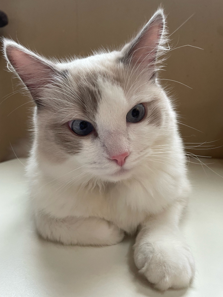 うちの子（猫）の近況の画像