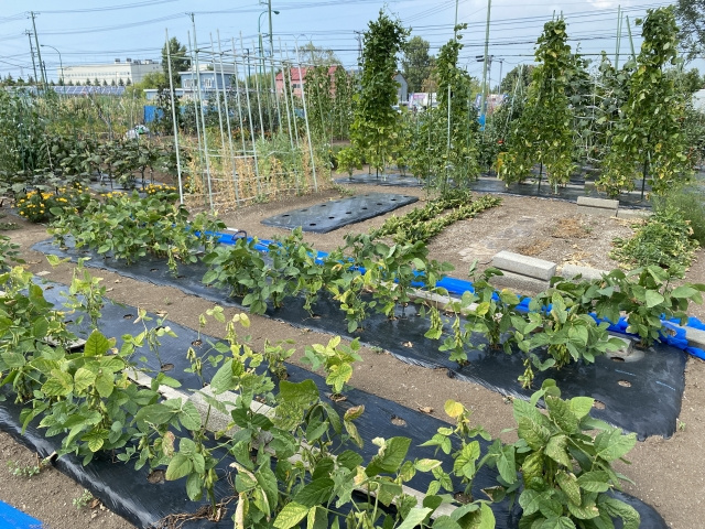 生産緑地地区に指定される土地の要件について