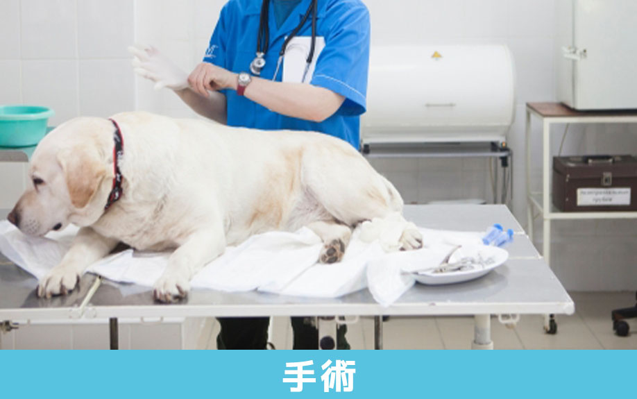 大田区大森にある茗荷谷どうぶつ病院の手術