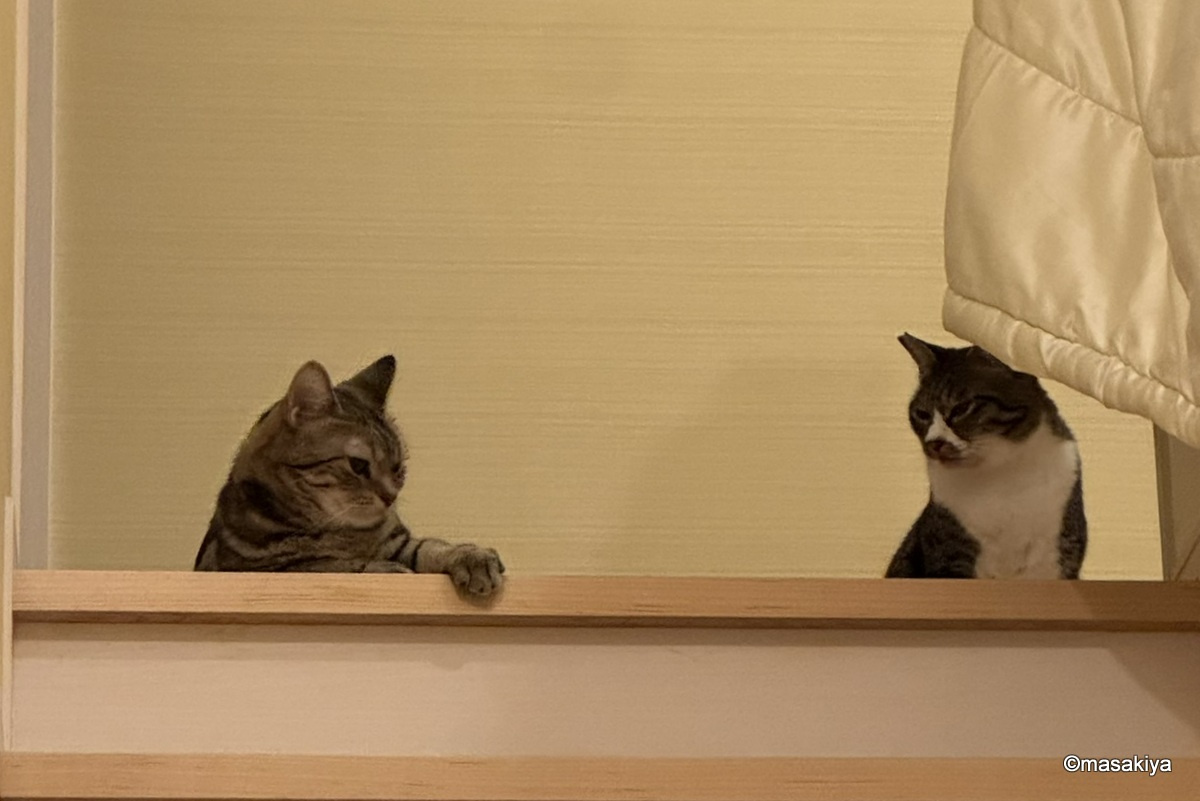 秋の夜長の画像