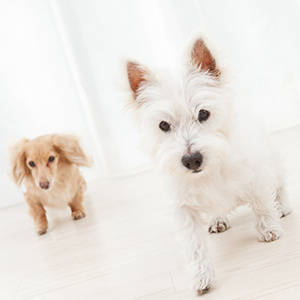 飼えるペットの一例