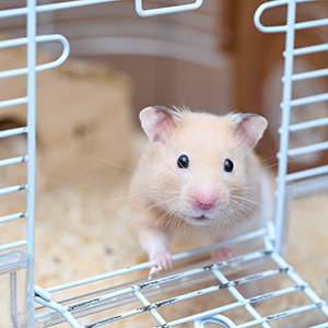 飼えるペットの一例