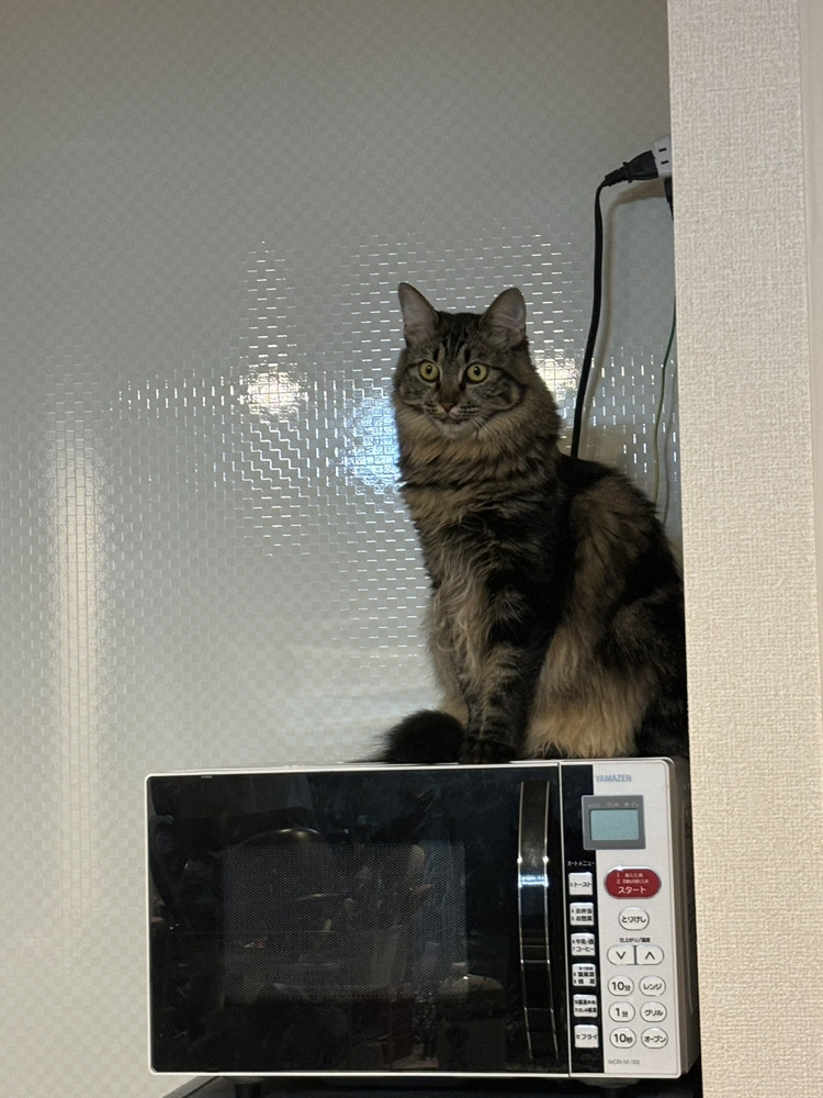黒坂のネコネコ日記⑤の画像