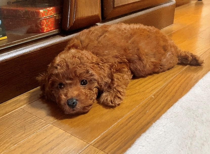 茶色いもふもふ。の画像