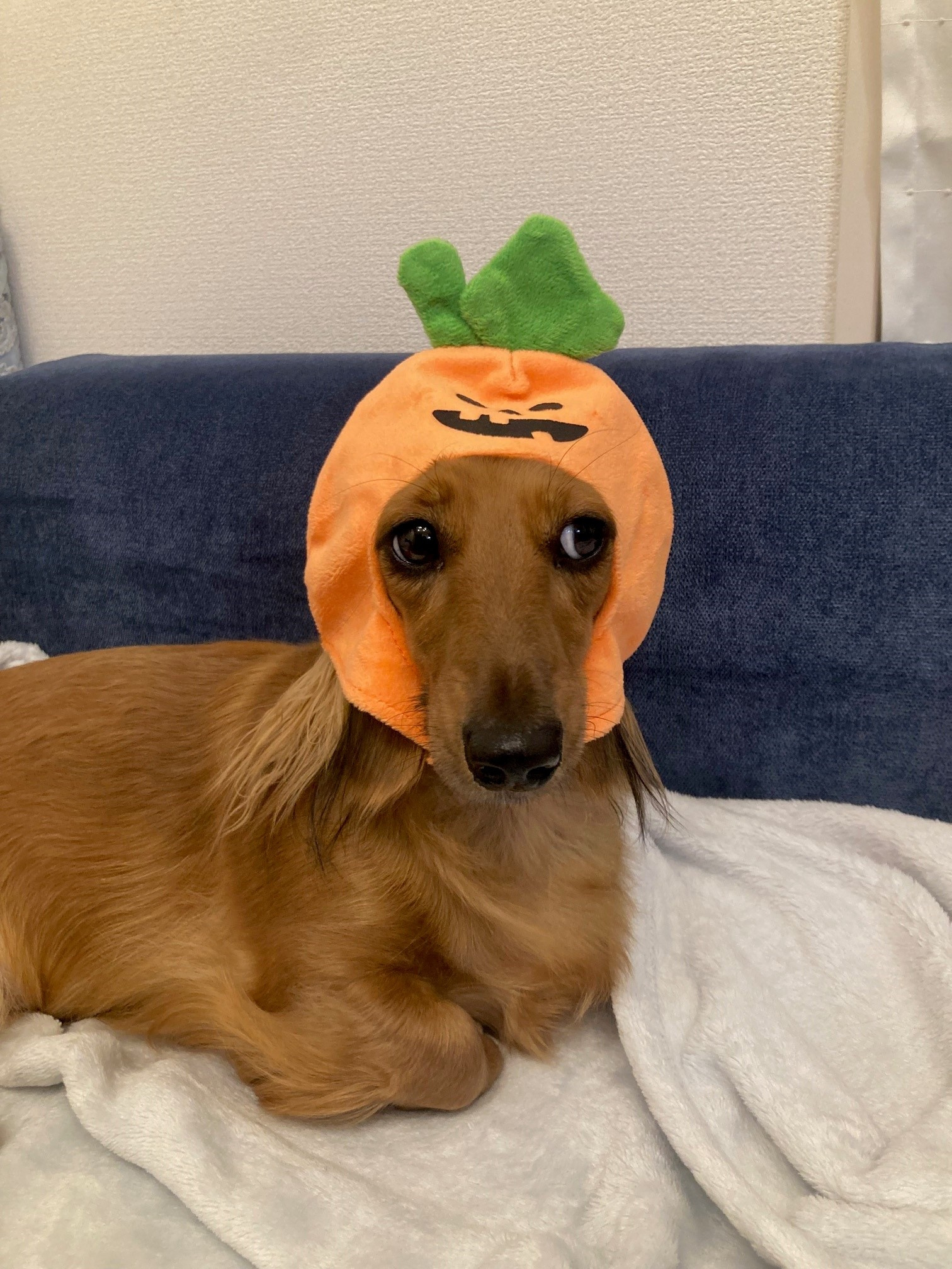 今月の田中のわんこの画像