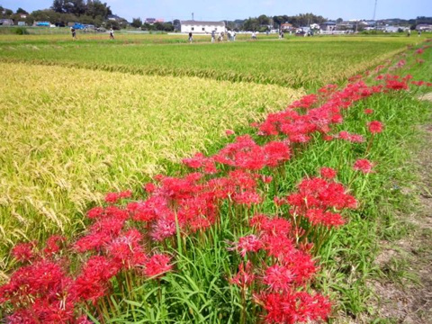 奈良県イベント情報 彼岸花祭り16 奈良賃貸のマサキ
