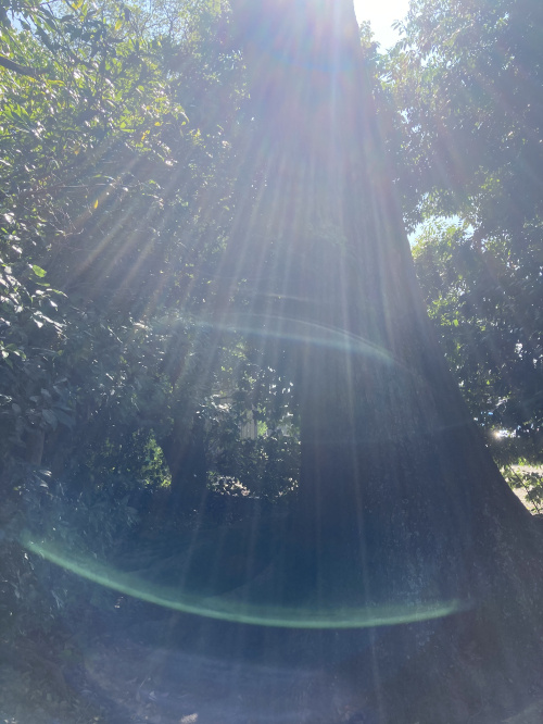 お参りの画像