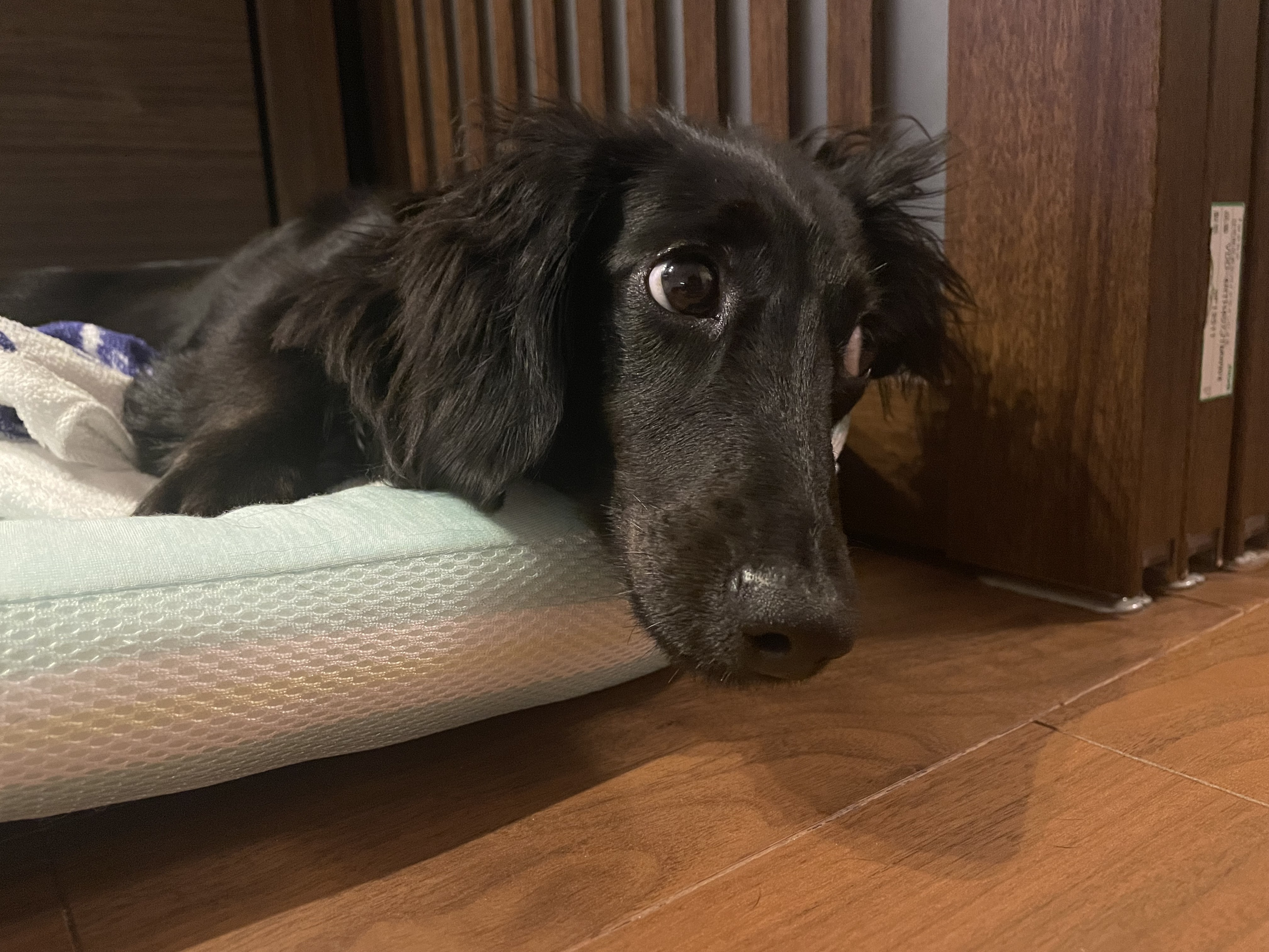 間違い探しの画像