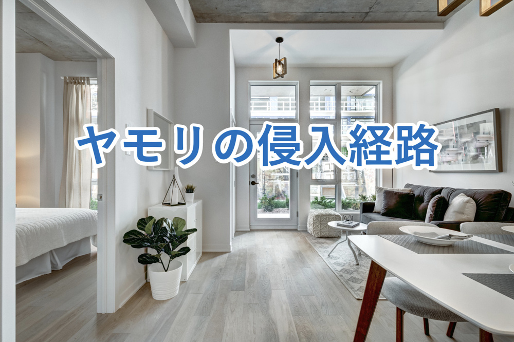 【意外と知らない】ヤモリの侵入経路とは？ヤモリの特徴や家に侵入させないための予防策をご紹介！の画像