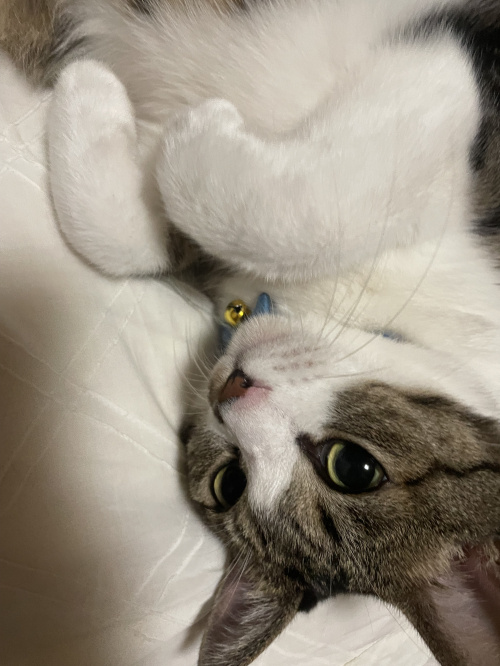 初めまして!の画像