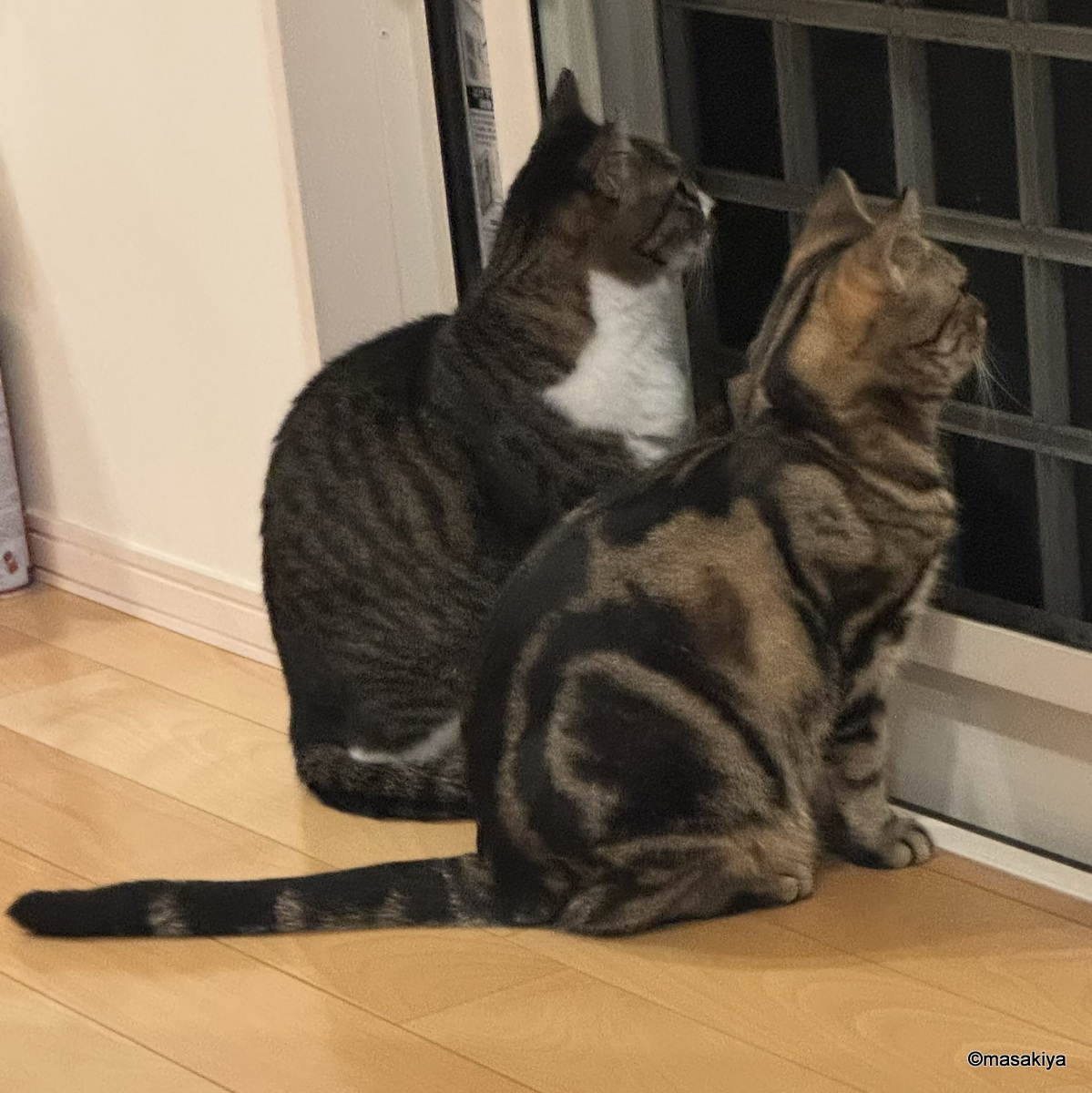 ネコの病院の画像