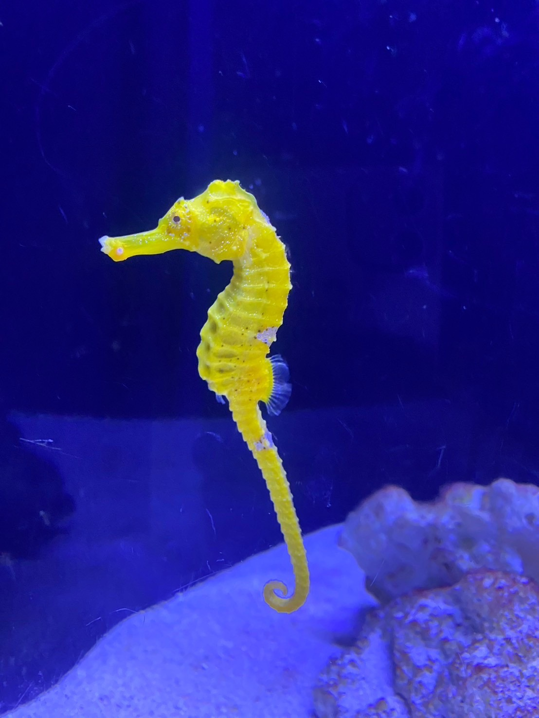 アクアパーク品川へ!!の画像