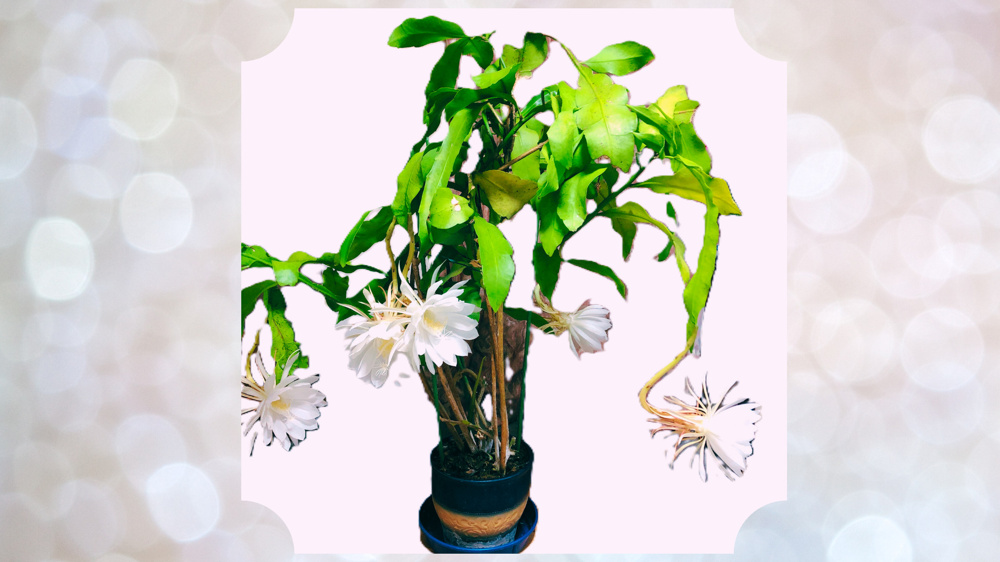 月下美人を見せていただきました☆神秘的な白いお花と芳醇な香りに、日常を忘れて癒されました☆の画像