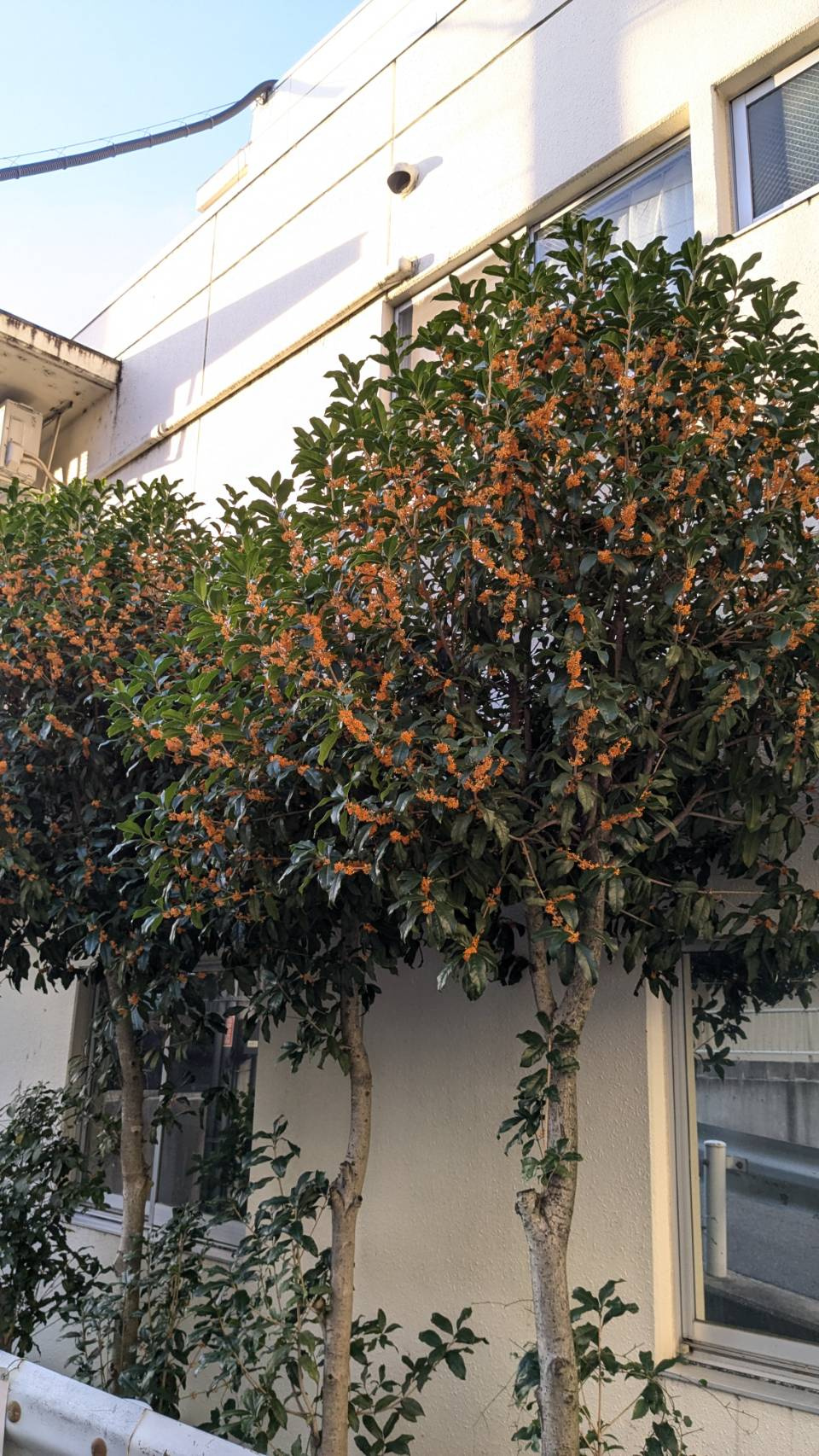 事務サポートSのブログ『キンモクセイ探し』の画像