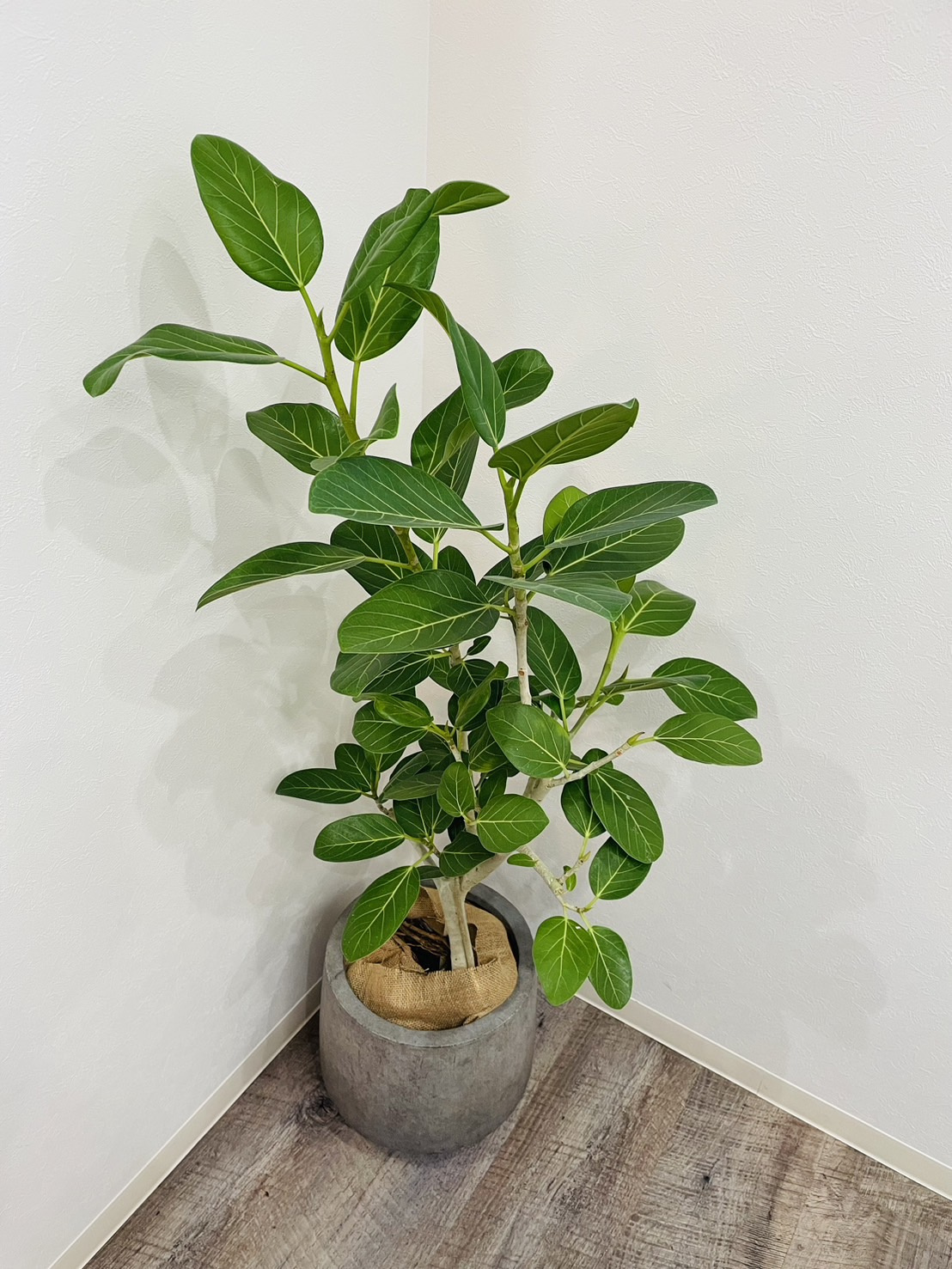 観葉植物店【VOLTAR】＠阿倍野区三明町の画像