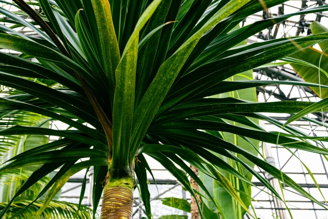 宇治市にある「宇治市植物公園」の魅力について！見どころもご紹介