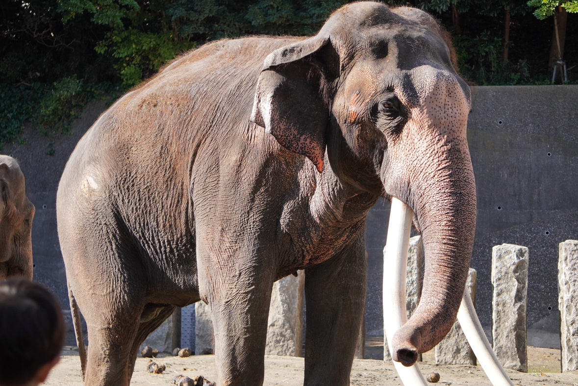 金沢動物園への画像