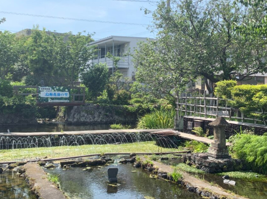三島市の「三島梅花藻の里」の魅力ご紹介！！の画像