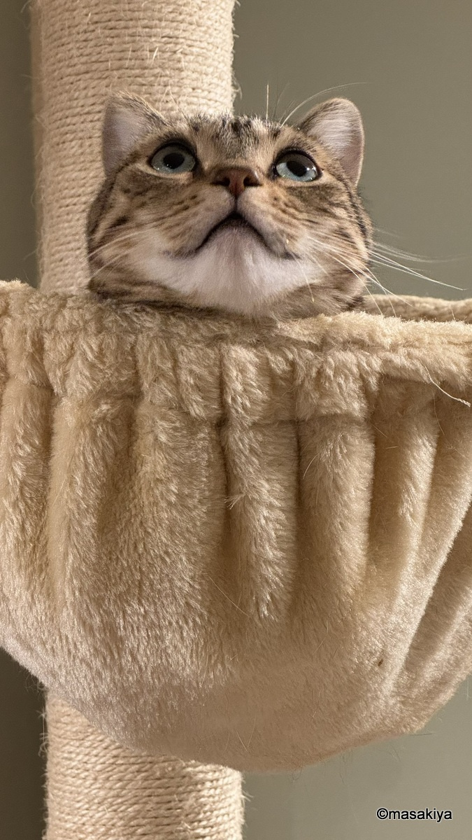 インフルエンザの予防接種の画像