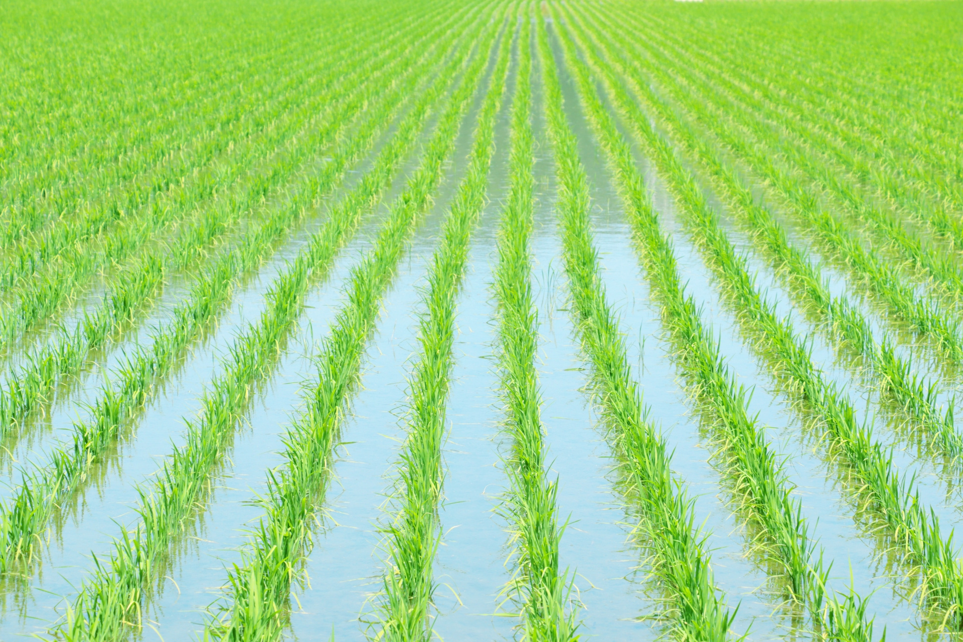 【弥富市不動産売却】弥富市で市街化調整区域の土地を売る秘訣とは？の画像